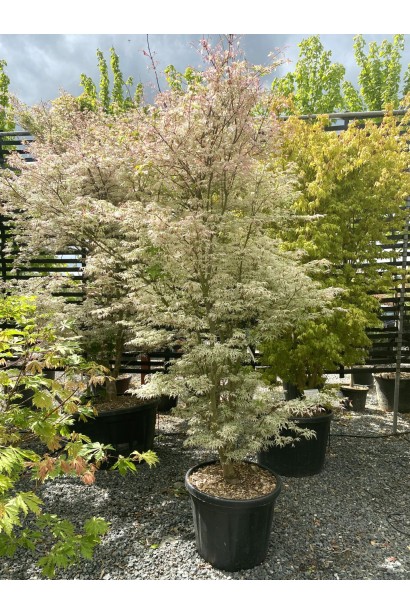 Клен укигумо в питомнике.